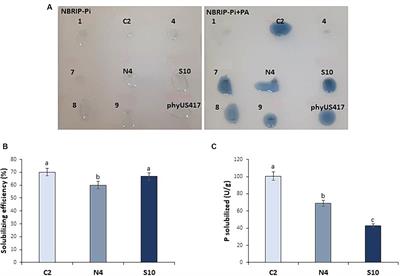 Phytase-producing rhizobacteria enhance barley growth and phosphate nutrition